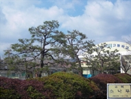 고성중앙고등학교 나무 : 소나무